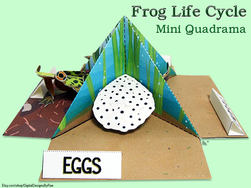 3d Frog Life Cycle Craft Pdf Free Download