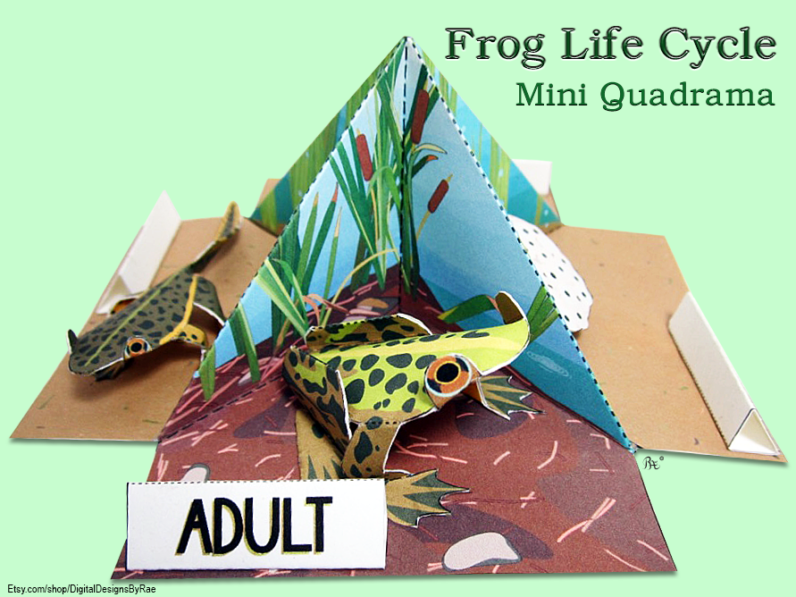 Frog Life Cycle quadrama printable 3D paper diorama model craft for instant download. Fun science toy  showing amphibian metamorphosis from eggs, to tadpole, to froglet to adult frog for STEM STEAM education.