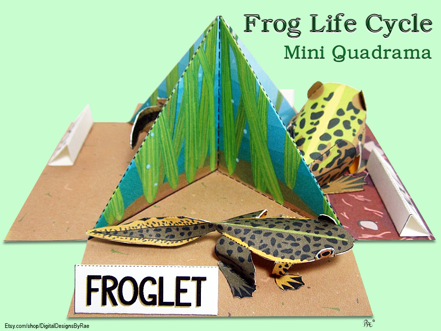Frog Life Cycle quadrama printable 3D paper diorama model craft for instant download. Fun science toy  showing amphibian metamorphosis from eggs, to tadpole, to froglet to adult frog for STEM STEAM education.